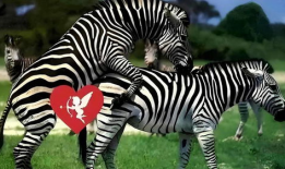 动物交配视频马,揭秘神奇交配瞬间